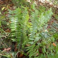 Pellaea falcata (Sickle Fern) at Bowral - 21 Dec 2023 by plants