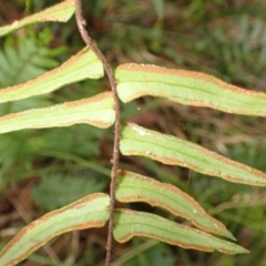 Pellaea falcata at Wingecarribee Local Government Area - suppressed