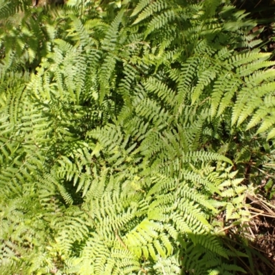 Hypolepis muelleri (Harsh Ground Fern, Swamp Bracken) at Bowral - 21 Dec 2023 by plants
