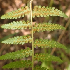 Hypolepis muelleri at Bowral - 22 Dec 2023