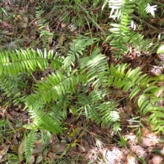 Pellaea falcata (Sickle Fern) at Bowral - 21 Dec 2023 by plants