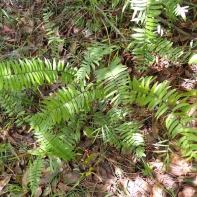 Pellaea falcata (Sickle Fern) at Wingecarribee Local Government Area - 21 Dec 2023 by plants