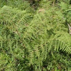 Hypolepis glandulifera (Downy Ground Fern) at Bowral - 21 Dec 2023 by plants