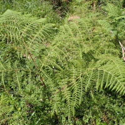 Hypolepis glandulifera (Downy Ground Fern) at Bowral, NSW - 22 Dec 2023 by plants