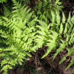 Pteris tremula (Tender Brake) at Bowral, NSW - 22 Dec 2023 by plants