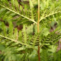 Pteris tremula at Bowral - 22 Dec 2023 10:23 AM