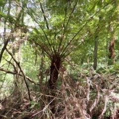 Cyathea australis subsp. australis (Rough Tree Fern) at Bowral, NSW - 22 Dec 2023 by plants