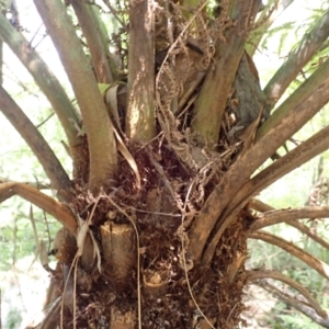 Cyathea australis subsp. australis at Bowral - 22 Dec 2023