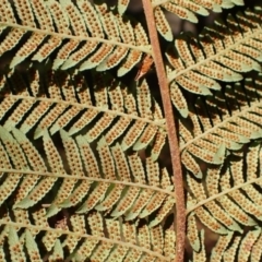 Cyathea australis subsp. australis at Bowral - 22 Dec 2023