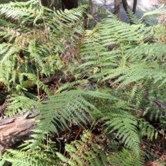 Calochlaena dubia (Rainbow Fern) at Bowral, NSW - 21 Dec 2023 by plants