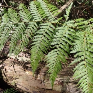 Calochlaena dubia at Bowral - 22 Dec 2023