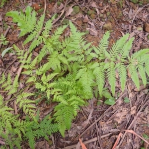 Pteris tremula at Bowral - 22 Dec 2023 10:44 AM