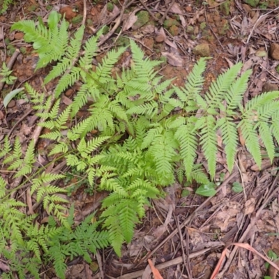 Pteris tremula (Tender Brake) at Bowral, NSW - 22 Dec 2023 by plants