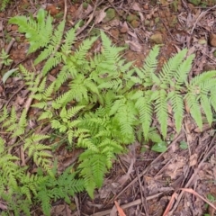 Pteris tremula (Tender Brake) at Bowral, NSW - 21 Dec 2023 by plants