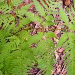 Pteris tremula at Bowral - 22 Dec 2023 10:44 AM