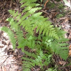 Hypolepis glandulifera (Downy Ground Fern) at Bowral, NSW - 21 Dec 2023 by plants