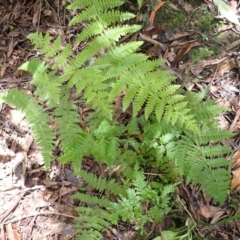 Hypolepis glandulifera (Downy Ground Fern) at Wingecarribee Local Government Area - 21 Dec 2023 by plants
