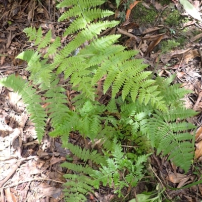 Hypolepis glandulifera (Downy Ground Fern) at Bowral, NSW - 21 Dec 2023 by plants