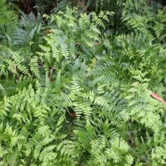 Hypolepis muelleri (Harsh Ground Fern, Swamp Bracken) at Bowral - 21 Dec 2023 by plants