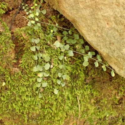 Asplenium flabellifolium (Necklace Fern) at Wingecarribee Local Government Area - 21 Dec 2023 by plants