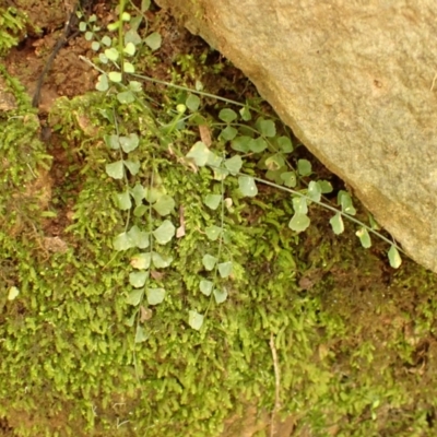 Asplenium flabellifolium (Necklace Fern) at Bowral - 21 Dec 2023 by plants