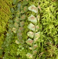 Asplenium flabellifolium at Wingecarribee Local Government Area - 22 Dec 2023 10:54 AM