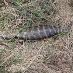 Tiliqua scincoides scincoides (Eastern Blue-tongue) at Mittagong, NSW - 22 Dec 2023 by plants