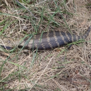 Tiliqua scincoides scincoides at Wingecarribee Local Government Area - 22 Dec 2023