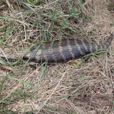 Tiliqua scincoides scincoides (Eastern Blue-tongue) at Mittagong - 22 Dec 2023 by plants