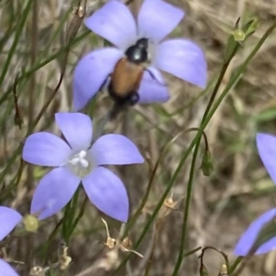 Phyllotocus navicularis (Nectar scarab) at Lyons, ACT - 22 Dec 2023 by ran452