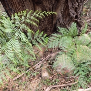 Pteridium esculentum at Wingecarribee Local Government Area - 22 Dec 2023 12:02 PM