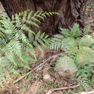 Pteridium esculentum at Wingecarribee Local Government Area - 22 Dec 2023