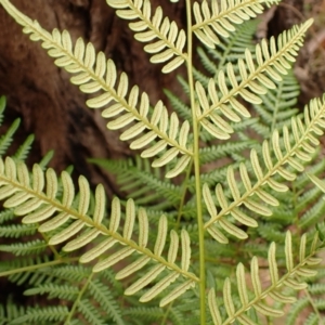 Pteridium esculentum at Wingecarribee Local Government Area - 22 Dec 2023