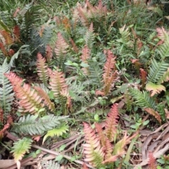 Blechnum neohollandicum (Prickly Rasp Fern) at Mittagong - 22 Dec 2023 by plants