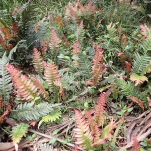 Blechnum neohollandicum at Wingecarribee Local Government Area - 22 Dec 2023 12:03 PM