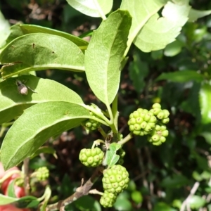 Hedycarya angustifolia at Wingecarribee Local Government Area - 22 Dec 2023