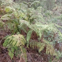 Calochlaena dubia (Rainbow Fern) at Mittagong - 22 Dec 2023 by plants