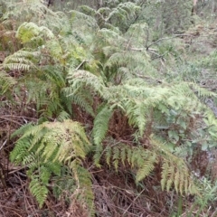 Calochlaena dubia (Rainbow Fern) at Wingecarribee Local Government Area - 22 Dec 2023 by plants