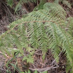 Calochlaena dubia at Wingecarribee Local Government Area - 22 Dec 2023