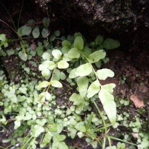 Blechnum minus at Wingecarribee Local Government Area - 22 Dec 2023