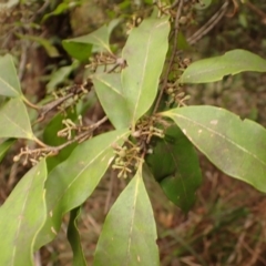 Notelaea venosa (Large Mock Olive) at Mittagong, NSW - 22 Dec 2023 by plants