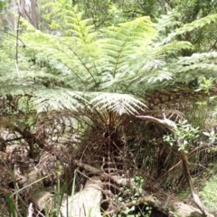 Cyathea australis subsp. australis (Rough Tree Fern) at Mittagong, NSW - 22 Dec 2023 by plants