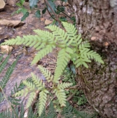 Pteris tremula (Tender Brake) at Wingecarribee Local Government Area - 22 Dec 2023 by plants