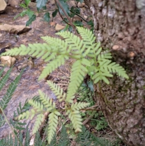 Pteris tremula at Wingecarribee Local Government Area - 22 Dec 2023