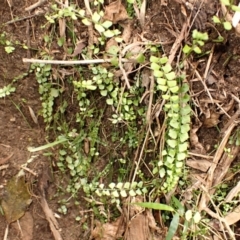 Asplenium flabellifolium (Necklace Fern) at Mittagong - 22 Dec 2023 by plants