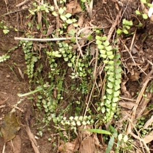 Asplenium flabellifolium at Wingecarribee Local Government Area - 22 Dec 2023 12:26 PM