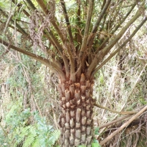 Cyathea australis subsp. australis at Kangaloon - 22 Dec 2023