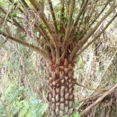 Cyathea australis subsp. australis (Rough Tree Fern) at Kangaloon - 22 Dec 2023 by plants
