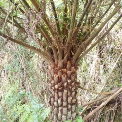 Cyathea australis subsp. australis (Rough Tree Fern) at Kangaloon - 22 Dec 2023 by plants