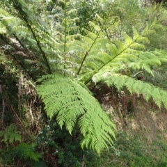 Cyathea australis subsp. australis at Kangaloon - 22 Dec 2023